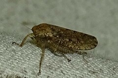 Curtara insularis