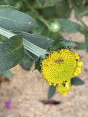 Camponotus rectangularis
