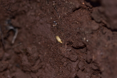 Atelurinae