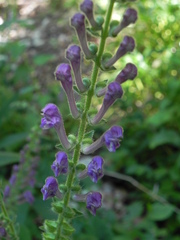 Scutellaria columnae