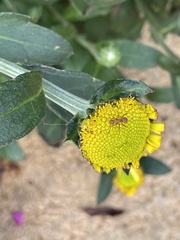 Camponotus rectangularis
