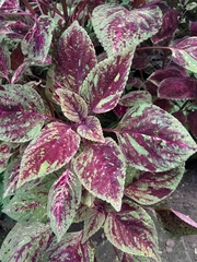 Coleus scutellarioides
