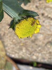 Camponotus rectangularis