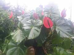 Anthurium andraeanum