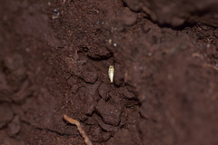 Atelurinae