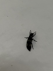 Creophilus maxillosus
