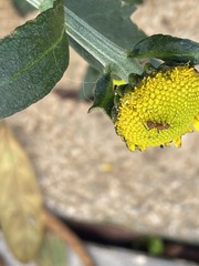 Camponotus rectangularis