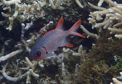 Myripristis violacea