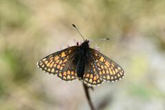 Melitaea asteria