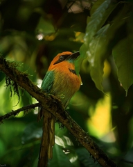 Electron platyrhynchum