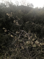 Quercus × acutidens