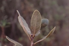 Quercus × acutidens