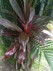 Cordyline fruticosa