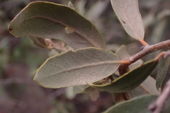 Quercus × acutidens