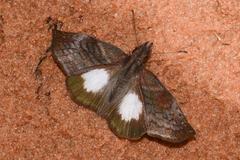 Theagenes albiplaga