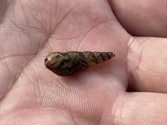 Melanoides tuberculata