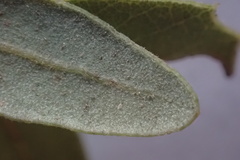 Quercus × acutidens
