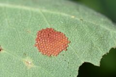 Euphydryas intermedia