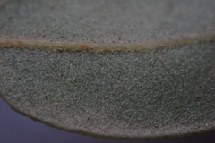 Quercus × acutidens