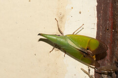 Odontoptera carrenoi