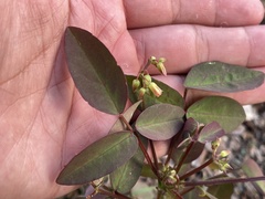 Oxalis barrelieri