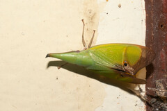 Odontoptera carrenoi
