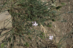 Dontostemon perennis