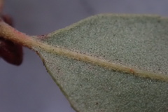 Quercus × acutidens