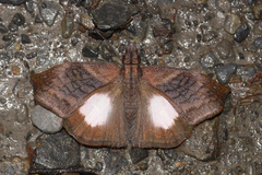 Theagenes albiplaga