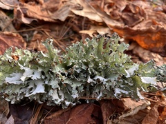 Platismatia tuckermanii