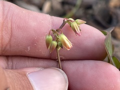 Oxalis barrelieri