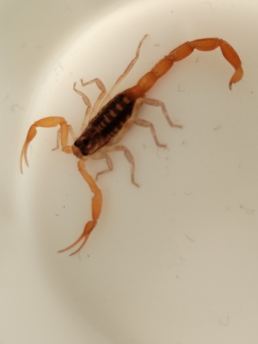 Durango bark scorpion (Centruroides suffusus)