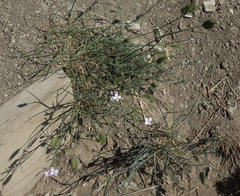 Dontostemon perennis