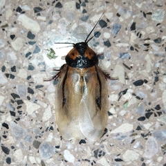 Eublaberus marajoara