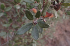Quercus × acutidens