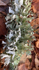 Platismatia tuckermanii