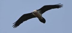 Gypaetus barbatus barbatus