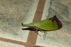 Odontoptera carrenoi