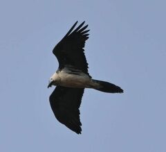 Gypaetus barbatus barbatus