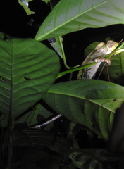Gonocephalus kuhlii