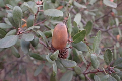 Quercus × acutidens