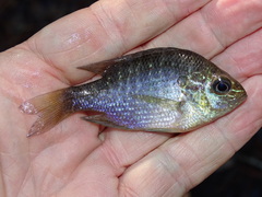 Lepomis marginatus