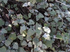 Ambrosia cordifolia