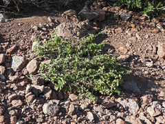 Croton sonorae