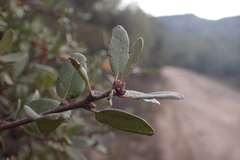 Quercus × acutidens