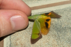 Odontoptera carrenoi