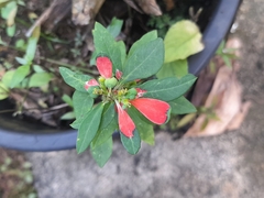 Euphorbia cyathophora image