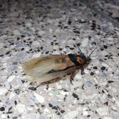 Eublaberus marajoara