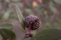 Quercus × acutidens