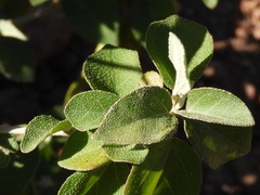 Croton sonorae